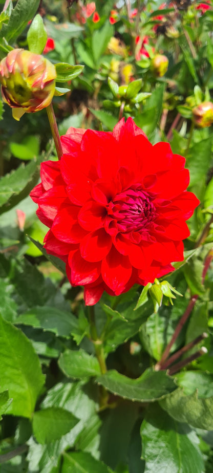 Tubérculos Dalias Rojas