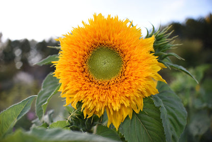 Girasol Osos Peluche