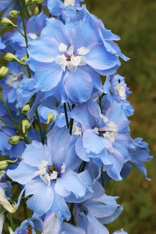 Delphinium simple o pajarito
