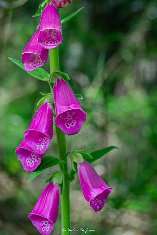 Digitalis