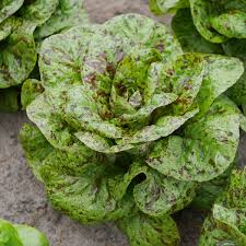 Lechuga Trucha