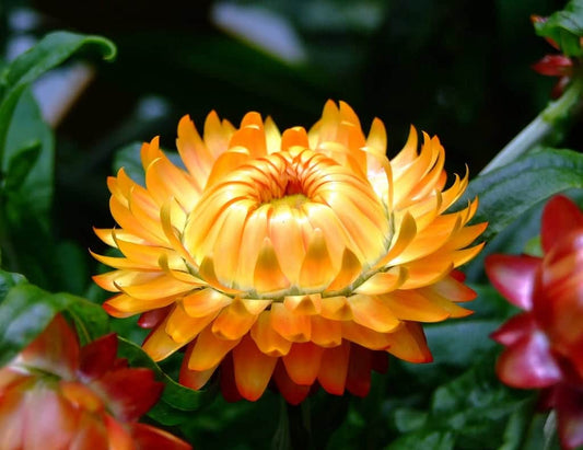 Helichrysum bracteatum / Flor de Papel / Inmortal / Siempreviva / Flor de Paja
