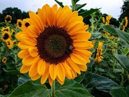 Girasol amarilla