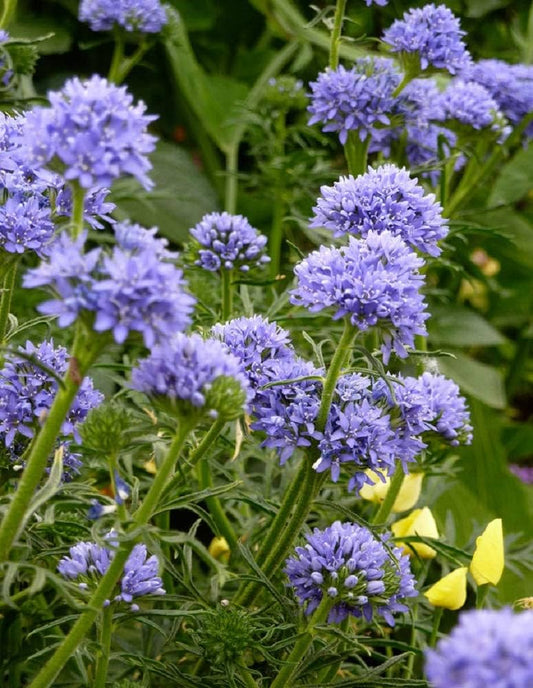 Gilia / Globe Gilia