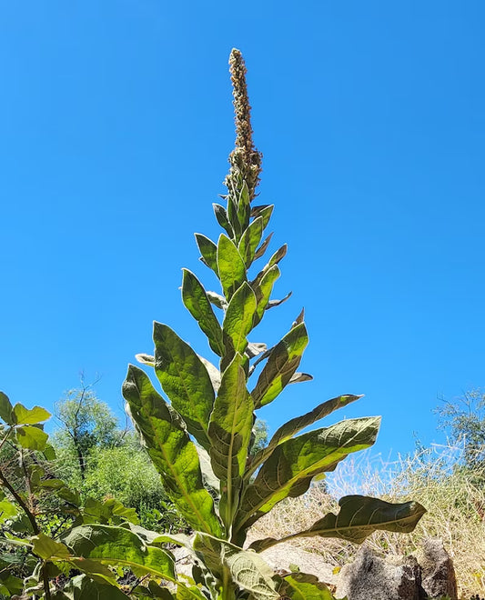 Hierba de paño
