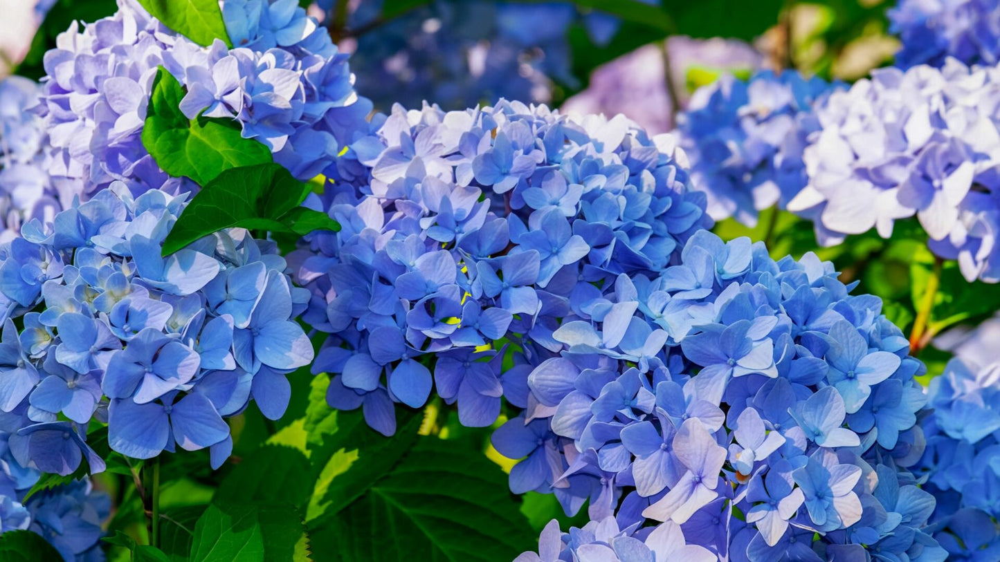 Hortensias