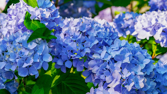 Hortensias