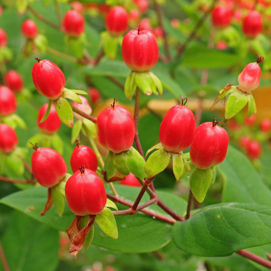 Hypericum pelotitas