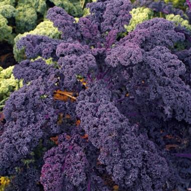 Kale Rizado Rojo