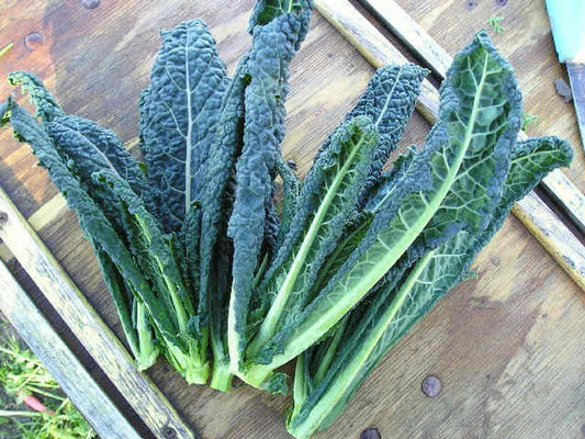 Kale Toscana