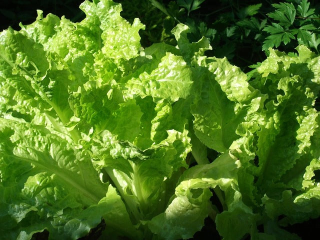Lechuga hoja de Roble y Romana