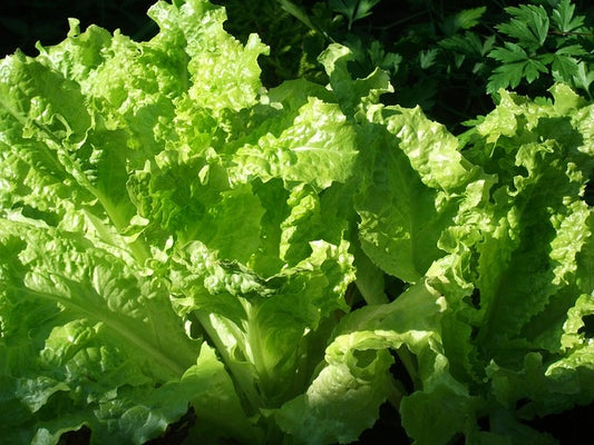 Lechuga hoja de Roble y Romana
