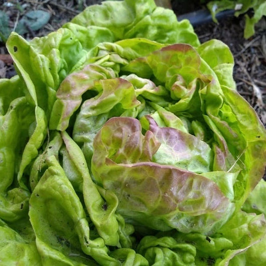 Lechuga Primavera