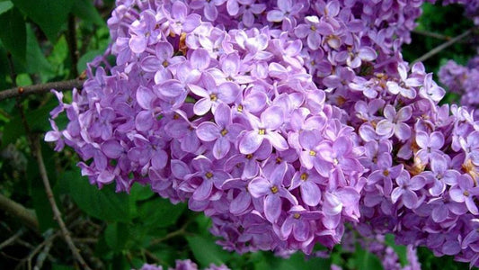 Lilas