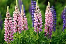 Lupinos