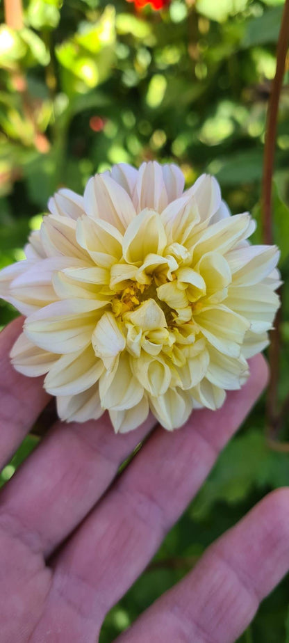 Tubérculos Dalias Mushi