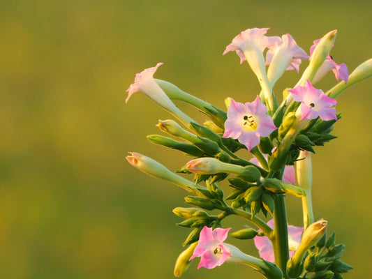 Nicotiana