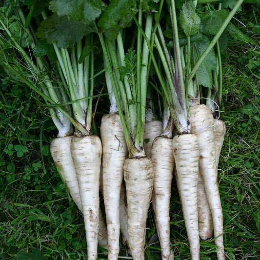 Pastinaca Sativa / Zanahoria blanca