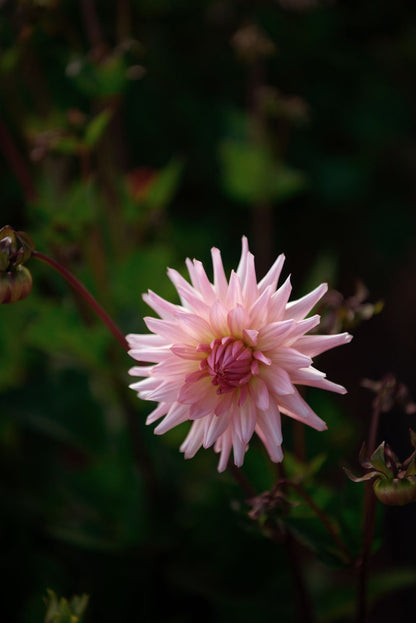 Tubérculos Dalias Peach Matri Cactus
