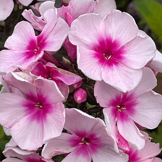 Phlox Paniculata