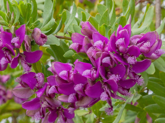 Polygala