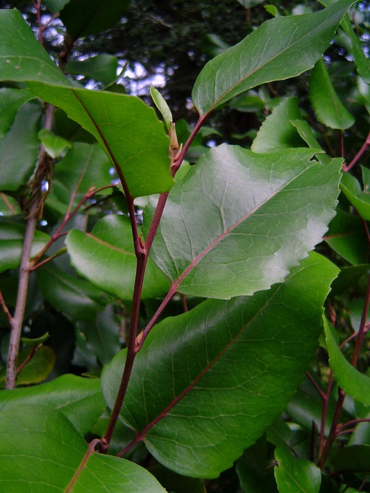 Radal