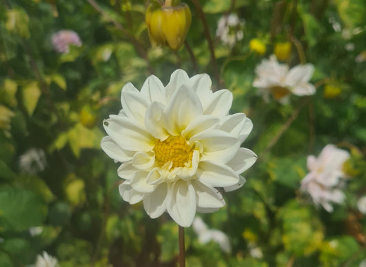 Tubérculos Dalia Rayo Blanco