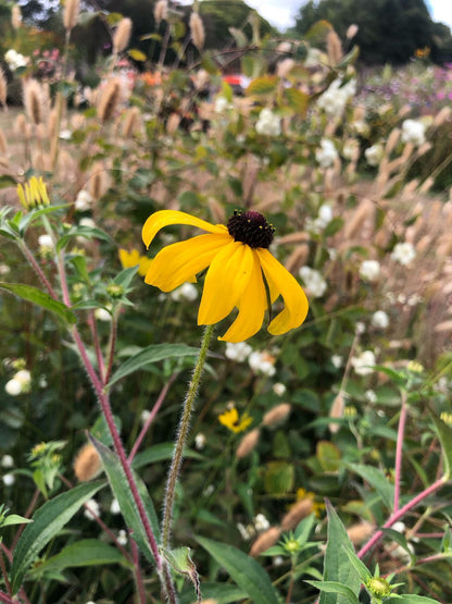 Rudbekia Fulgida o margarita de ojos negros