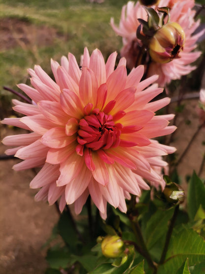 Tubérculos Dalias Peach Matri Cactus
