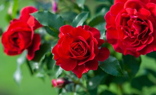 Rosas