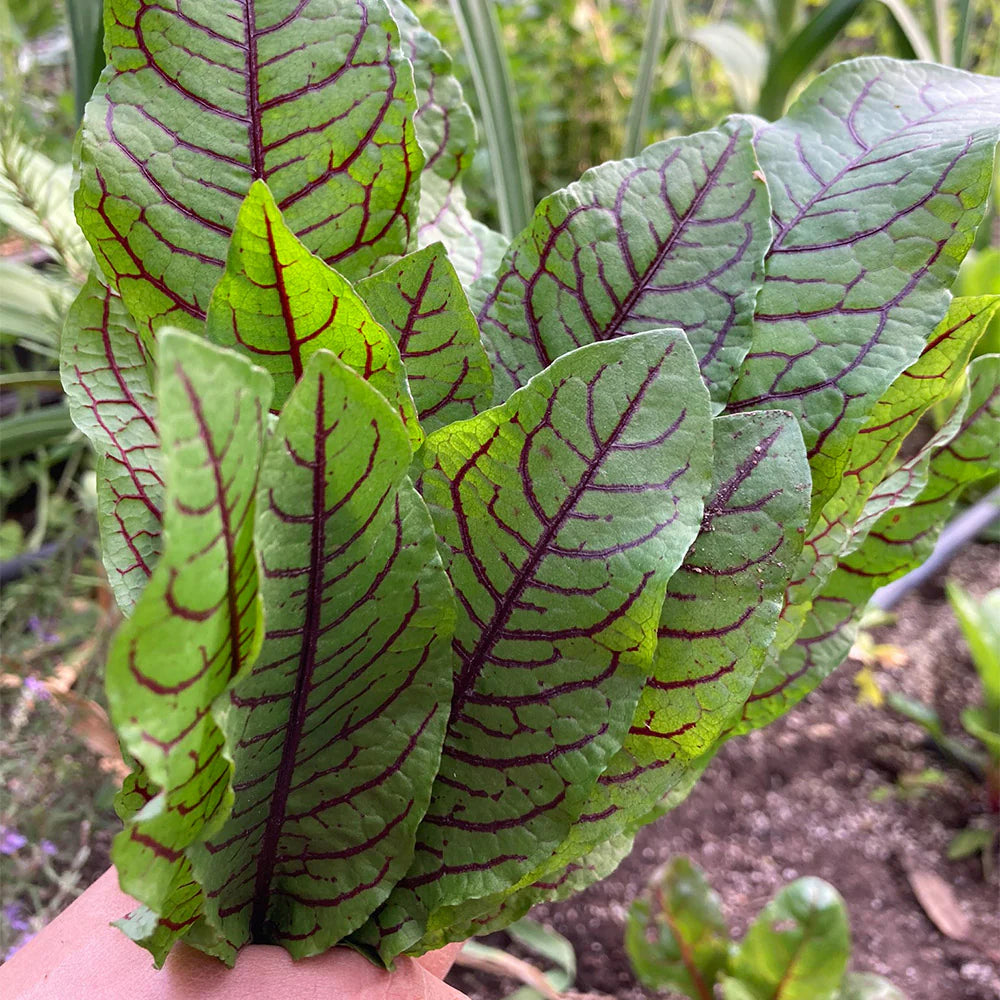 Rumex