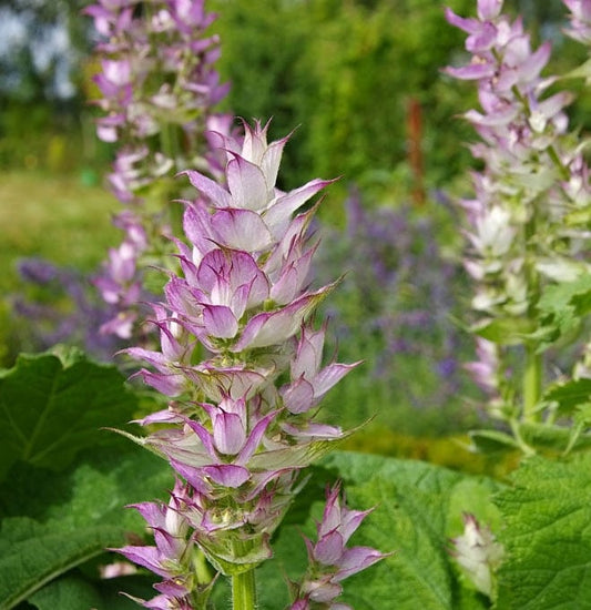 Salvia Sclarea