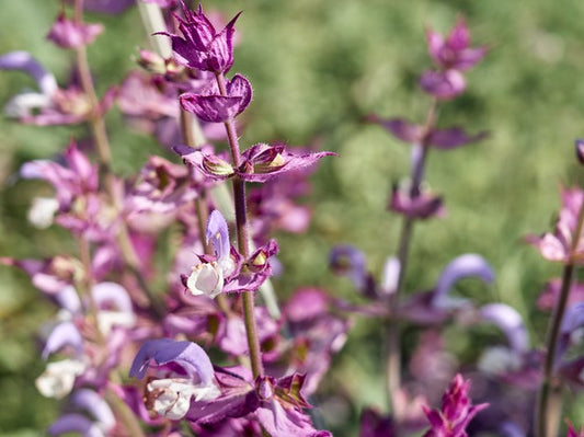 Salvia Sclaresa