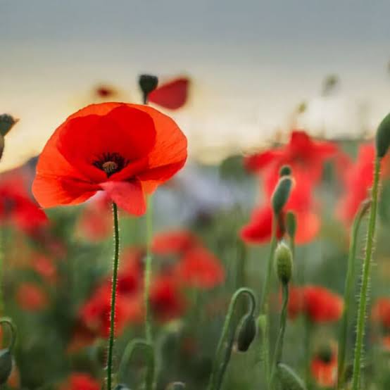 Amapolas rojas