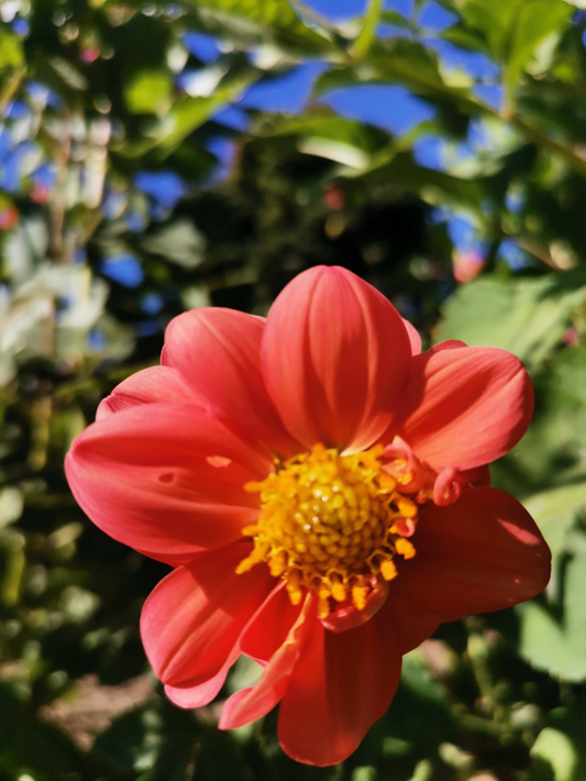 Tubérculos Dalias Tesa