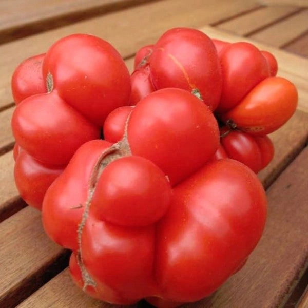 Tomate Viajero