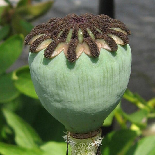 Vainas de Amapolas Orientales