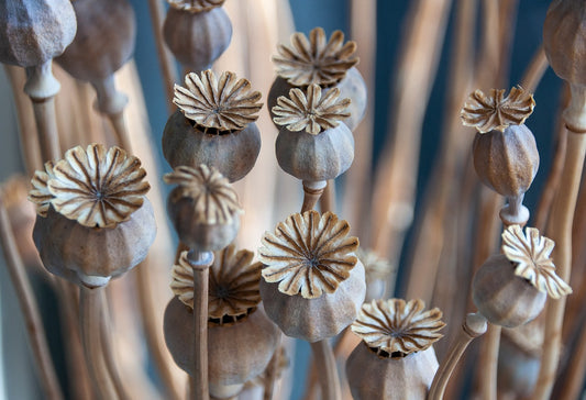 Vainas de amapolas