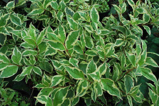 Weigelia Variegada