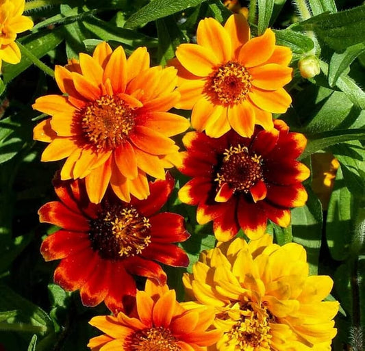 Zinnias Persian Carpet